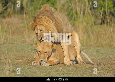 Lions (Panthera leo) mating, Masai Mara National Reserve, Kenya Stock Photo