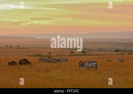 Plains or Common Zebras (Equus quagga) and Blue Wildebeests (Connochaetes taurinus) in the grasslands Stock Photo