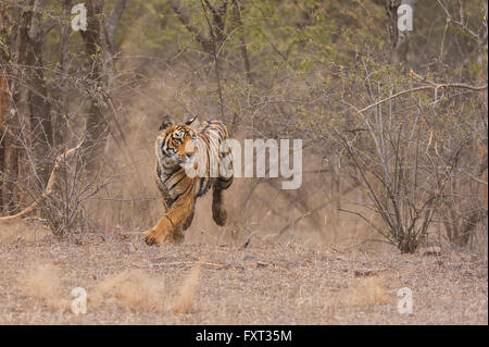 Bengal or Indian Tiger (Panthera tigris tigris), subadult, charging out from behind bushes, Ranthambore National Park, Rajasthan Stock Photo