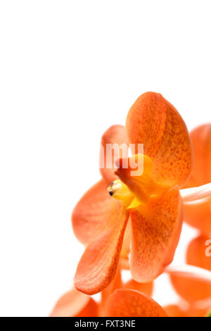 orange orchid on white background Stock Photo