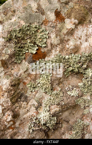 Sri Lanka, Kandy, Peradeniya Botanical Gardens, algae on rainforest tree trunk Stock Photo