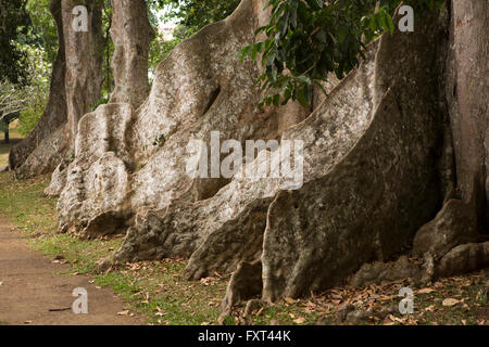 Sri Lanka, Kandy, Peradeniya Botanical Gardens, Giant Java Almond tree buttressed roots Stock Photo