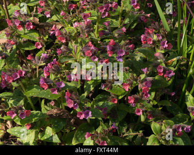 Pulmonaria rubra 'Redstart' flowers Stock Photo