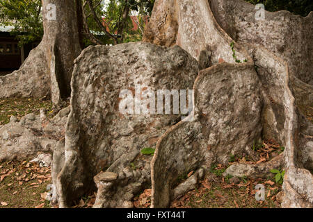 Sri Lanka, Kandy, Peradeniya Botanical Gardens, Giant Java Almond tree buttressed roots Stock Photo