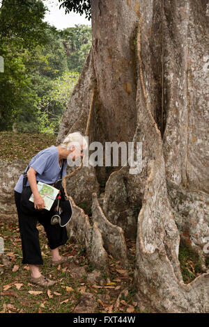 Sri Lanka, Kandy, Peradeniya Botanical Gardens, tourist amongst Giant Java Almond tree roots Stock Photo