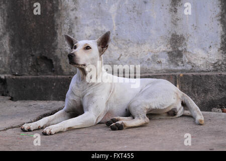 Thailand Dog (one eye)  Looking a Hope - (Selective focus) Stock Photo