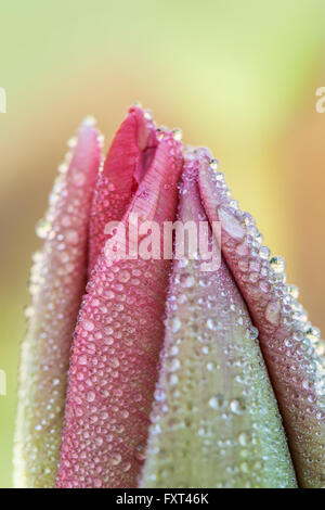 Unopened Tulip flower covered with morning dew. Stock Photo