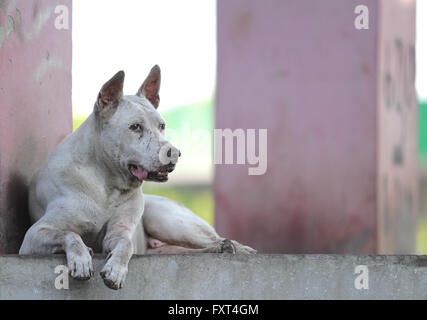 Thailand Dog Looking a Hope - (Selective focus) Stock Photo