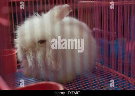 Fluffy white rabbit in cage at Shanghai Bird and Flower Market, China Stock Photo