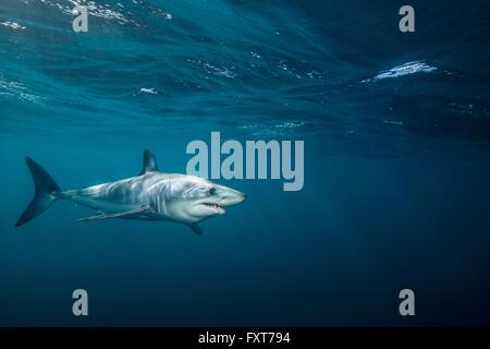 Underwater view of shortfin mako shark (Isurus oxyrinchus) swimming in sea, West Coast, New Zealand Stock Photo