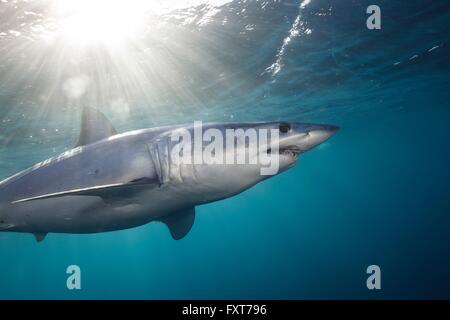 Underwater view of shortfin mako shark (Isurus oxyrinchus) swimming below sunbeam, West Coast, New Zealand Stock Photo