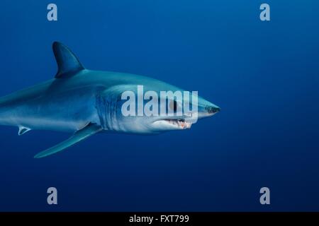 Underwater view of shortfin mako shark (Isurus oxyrinchus) swimming, West Coast, New Zealand Stock Photo