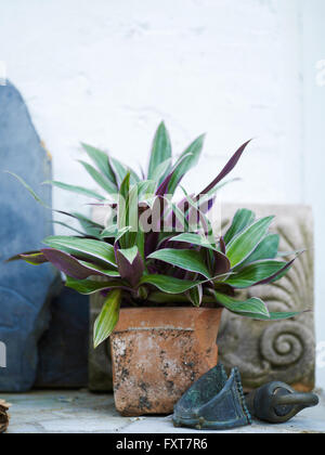 Leafy garden plant in traditional plant pot Stock Photo