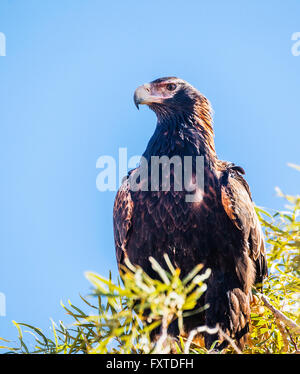 a Wedge-tailed Eagle, Aquila audax, the largest bird of prey in Australia is perching on a treetop Stock Photo