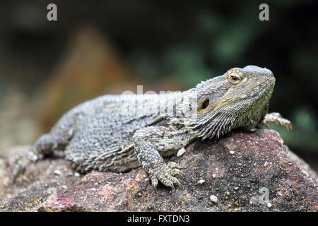 Eastern bearded dragon (Pogona barbata) in Queensland, Australia. Stock Photo