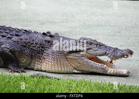 Saltwater Crocodile (Crocodylus porosus) in Queensland, Australia. Stock Photo