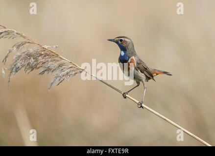 Spunky male European White spotted Bluethroat (Luscinia svecica cyanecula) posing in a reed plume Stock Photo