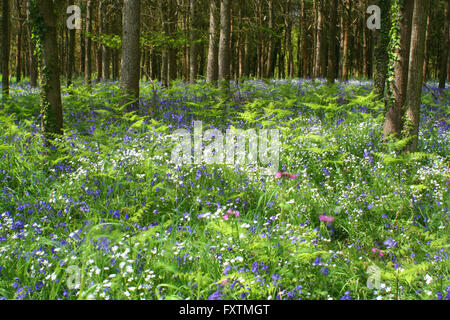 The Dover Bluebells Stock Photo