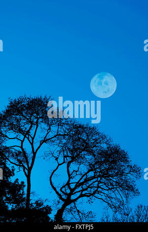 Tree silhouetted against a sky full of storm clouds Stock Photo - Alamy