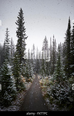 Pine forest in winter with lots of snow, black and white Stock Photo ...