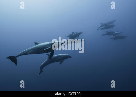 Family of Bottlenose Dolphin (Tursiops Truncatus) swimming up from deep blue Stock Photo