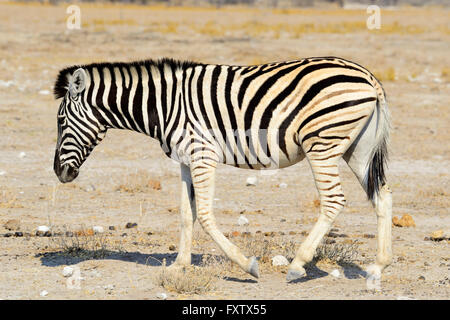 Burchell's Zebra (Equus burchellii) in Etosha National Park, Namibia Stock Photo