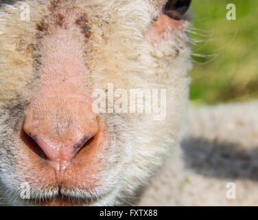 animal, character, lamb, sheep, field, counting, cute, white, springtime, spring, grass, agriculture, rural, countryside, little Stock Photo
