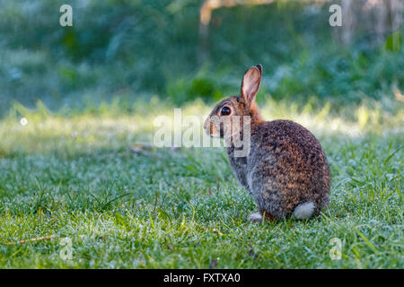 Alert wild common rabbit (Oryctolagus cuniculus) sitting in a meadow on a frosty morning surrounded by grass and dew Stock Photo