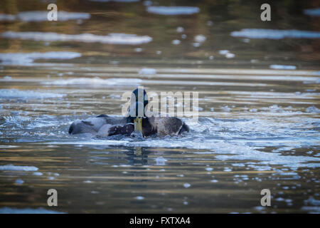 two male ducks fighting and trying to mate with drowning female 1 Stock Photo