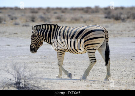 Burchell's Zebra (Equus burchellii) in Etosha National Park, Namibia Stock Photo