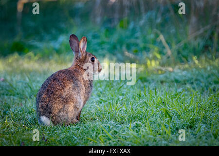Young wild common rabbit (Oryctolagus cuniculus) sitting and alert in a meadow on a frosty morning surrounded by grass and dew Stock Photo