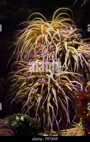 Snakelocks anemone (Anemonia viridis) in the Genoa Aquarium in Genoa, Liguria, Italy. Stock Photo