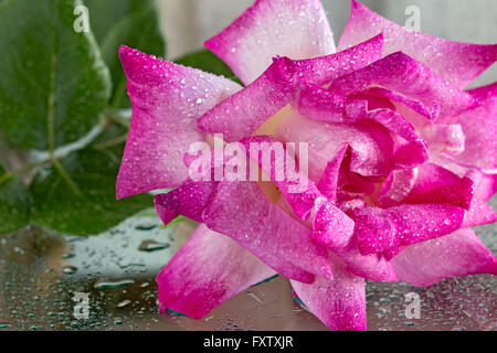 wet pink rose Stock Photo