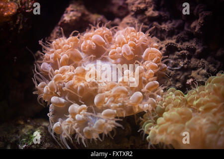 Bubble coral (Plerogyra sinuosa) in the Genoa Aquarium in Genoa, Liguria, Italy. Stock Photo