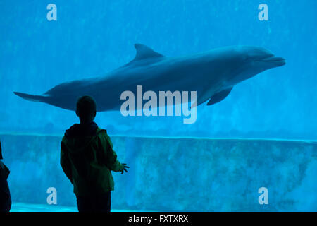 Young visitor observes as the common bottlenose dolphin (Tursiops truncatus) swims in the Genoa Aquarium in Genoa, Liguria, Italy.