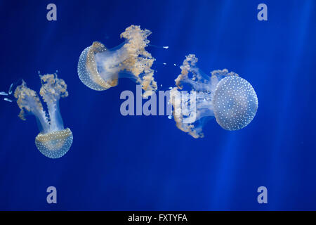 White-spotted jellyfish (Phyllorhiza punctata), also known as the Australian spotted jellyfish in the Genoa Aquarium in Genoa, Liguria, Italy. Stock Photo