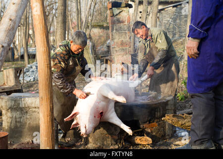 pig slaughter in china rural area, countryside Stock Photo