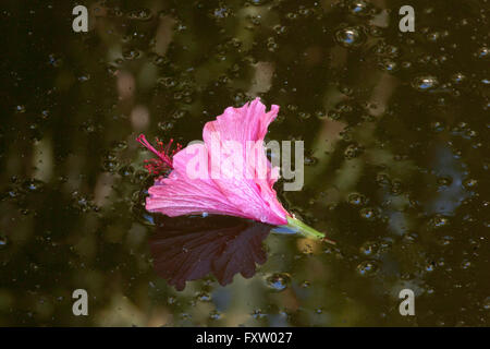 Pink hibiscus flower floating amid bubbles in green swimming pool Stock Photo
