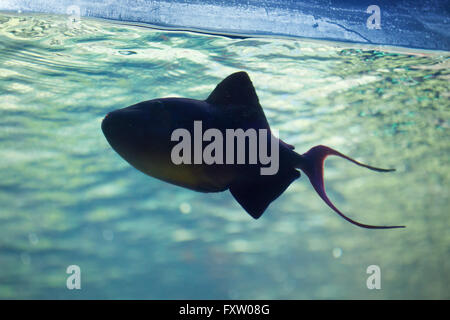 Red-toothed triggerfish (Odonus niger) in the Genoa Aquarium in Genoa, Liguria, Italy. Stock Photo