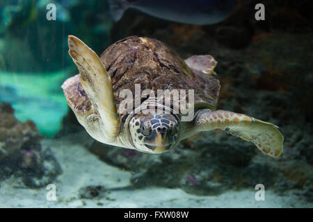 Loggerhead sea turtle (Caretta caretta), also known as the loggerhead in the Genoa Aquarium in Genoa, Liguria, Italy.