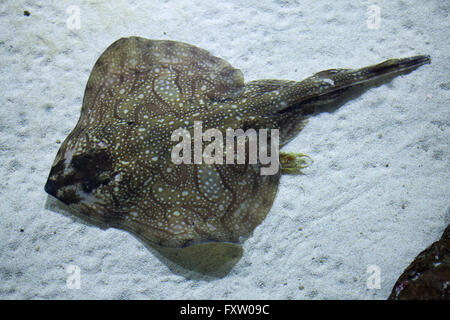 Undulate ray (Raja undulata) in the Genoa Aquarium in Genoa, Liguria, Italy. Stock Photo