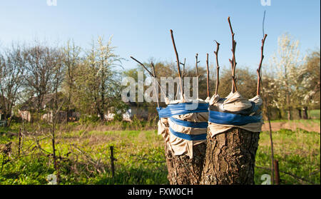 apple tree renovation by the grafting Stock Photo