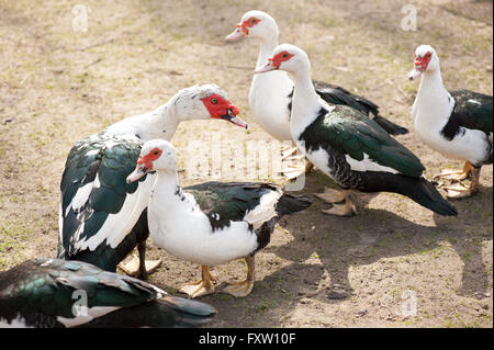 Muscovy Duck birds family standing and posing in backyard, calm domestic and culinary Cairina moschata birds in free range. Stock Photo