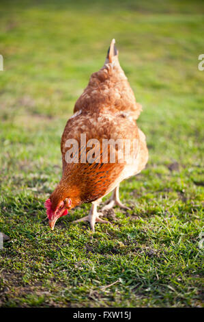 Mature Rhode Island Red hen with brown plumage, female bird eating grass in private backyard, calm domestic and culinary poultry Stock Photo