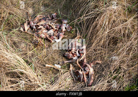 Cut sea fish heads litter lying loosely scattered in the grass in Poland, Europe. Sea animal dried food waste thrown away Stock Photo