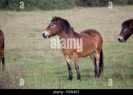 Exmoor Pony; Greenham Common; Berkshire; UK Stock Photo