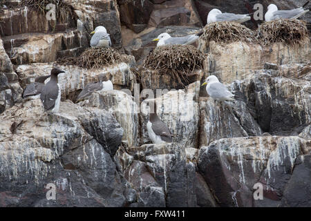 Seabird Colony; Farnes; Northumberland; UK Stock Photo