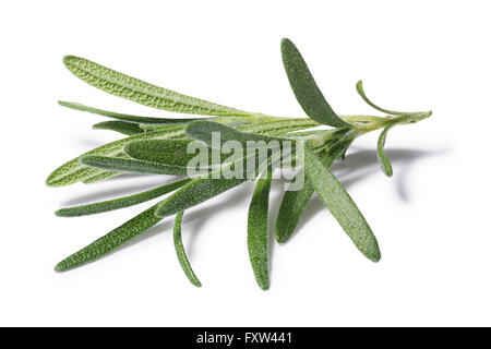 Fresh rosemary (Rosmarinus officinalis). Clipping paths for both branch and shadow, infinite DOF, high detailed, natural color Stock Photo