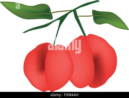 Illustration of Two Ripe Angel Peaches Hanging on Tree Branch Isolated on White Background. Stock Vector