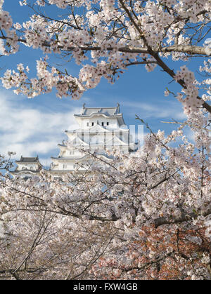 Himeji Castle and cherry blossom after the renovations completed in 2015 . Himeji Hyogo Prefecture, Japan. Stock Photo